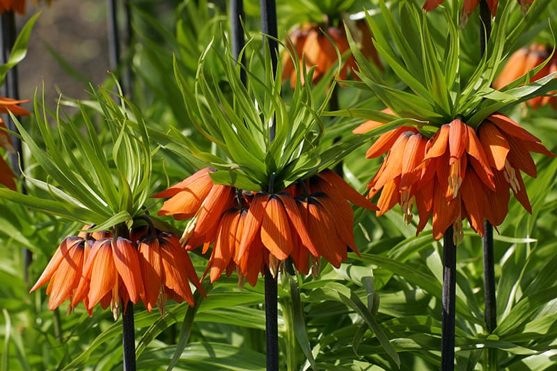 Crown Imperial