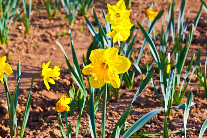 Daffodil