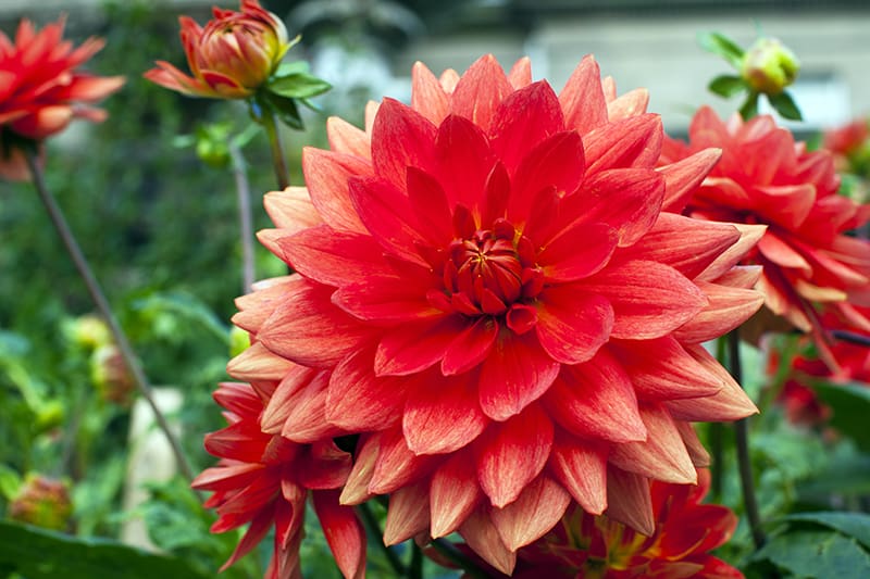 Dahlia