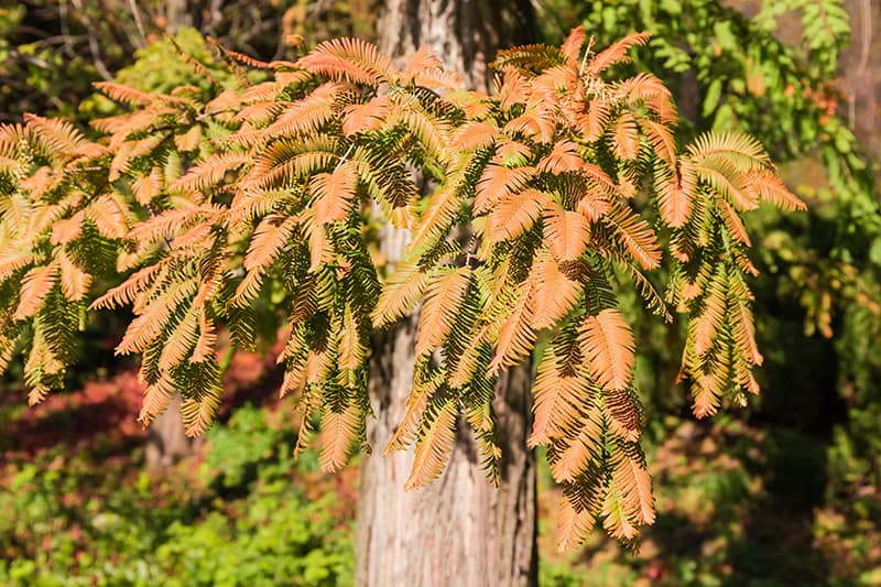 Dawn Redwood