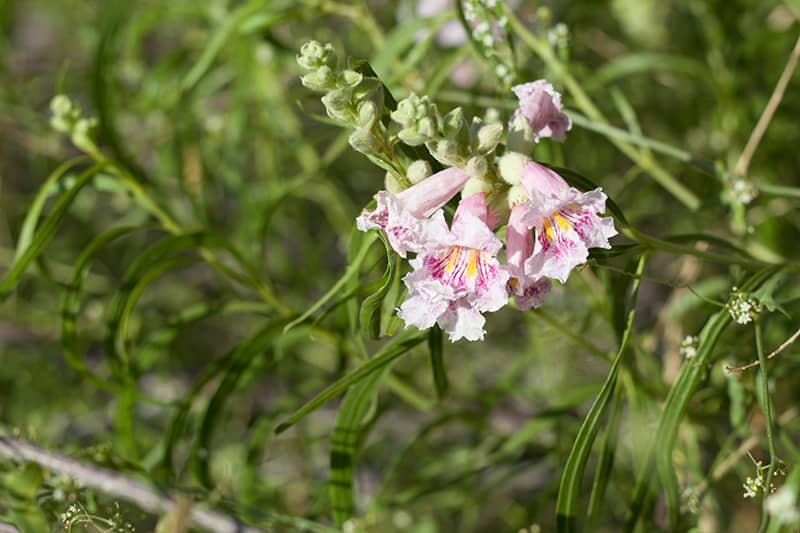 Desert Willow