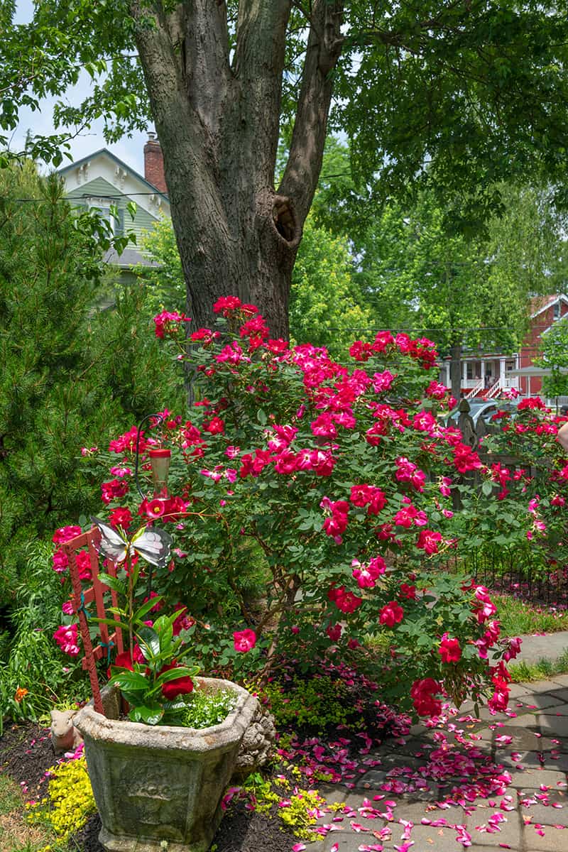 Double Knockout Rose Soil