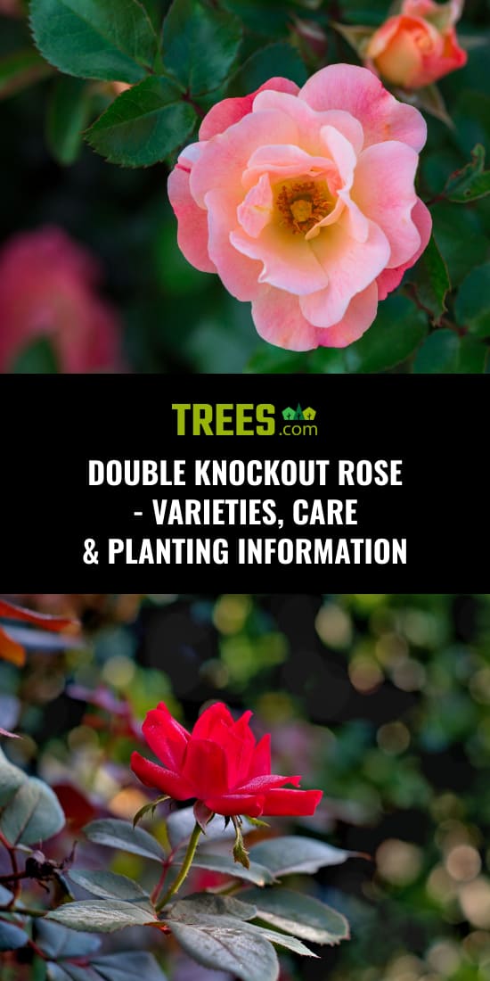 Double Knockout Rose - Varieties, Care & Planting Information