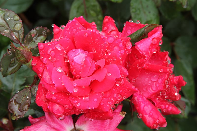 Double Knockout Rose Watering