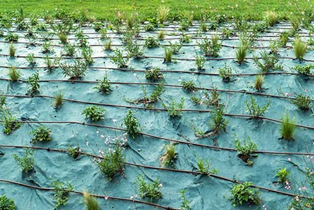 Drip irrigation system
