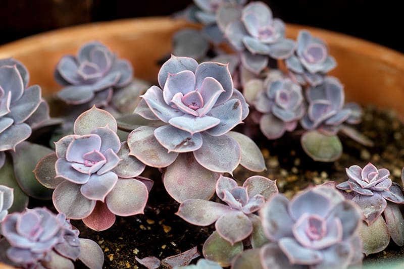 Echeveria' Purple Pearl'