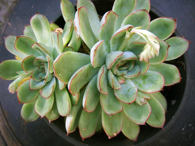 Pulido's Echeveria
