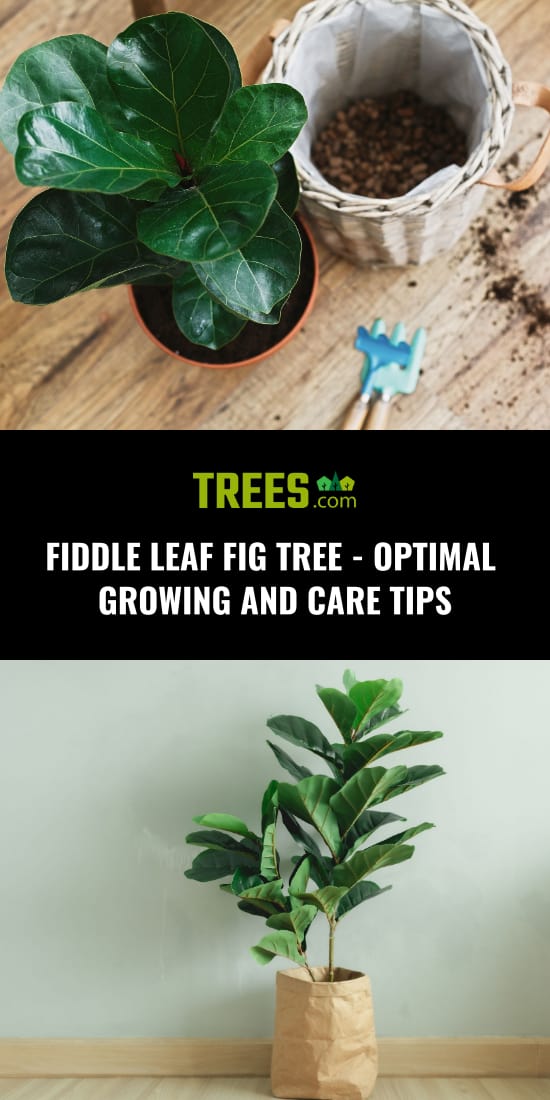 Fiddle Leaf Fig Tree - Optimal Growing and Care Tips