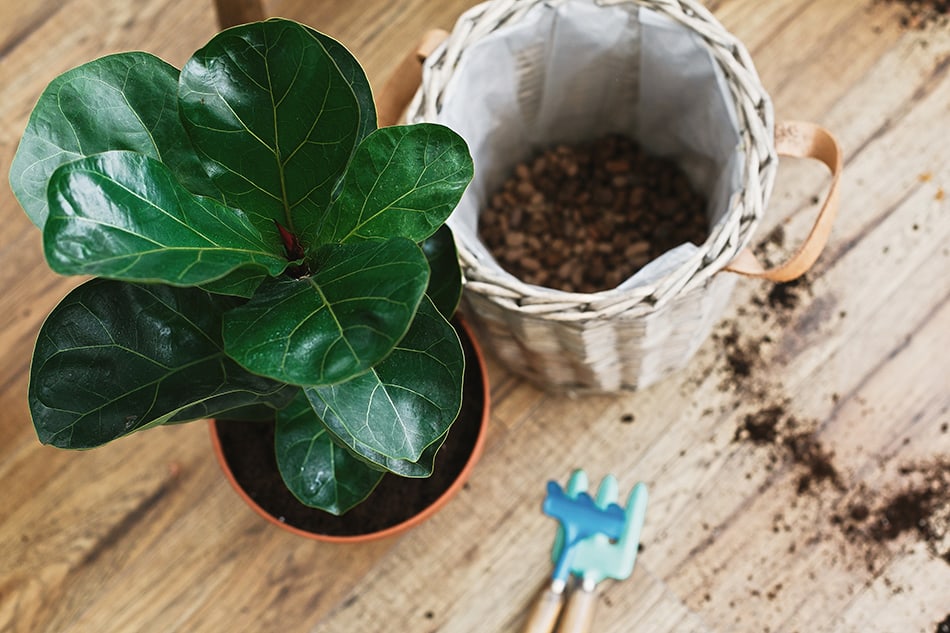 Fiddle Leaf Fig Tree Repotting