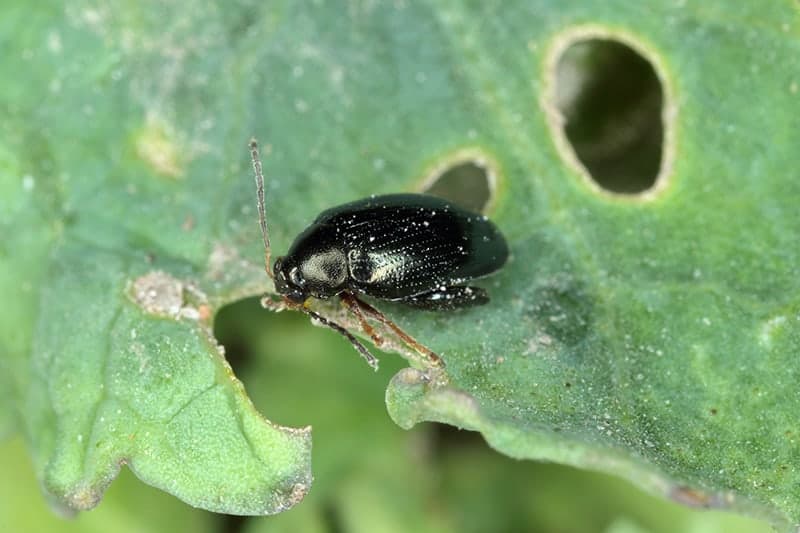 Flea Beetles