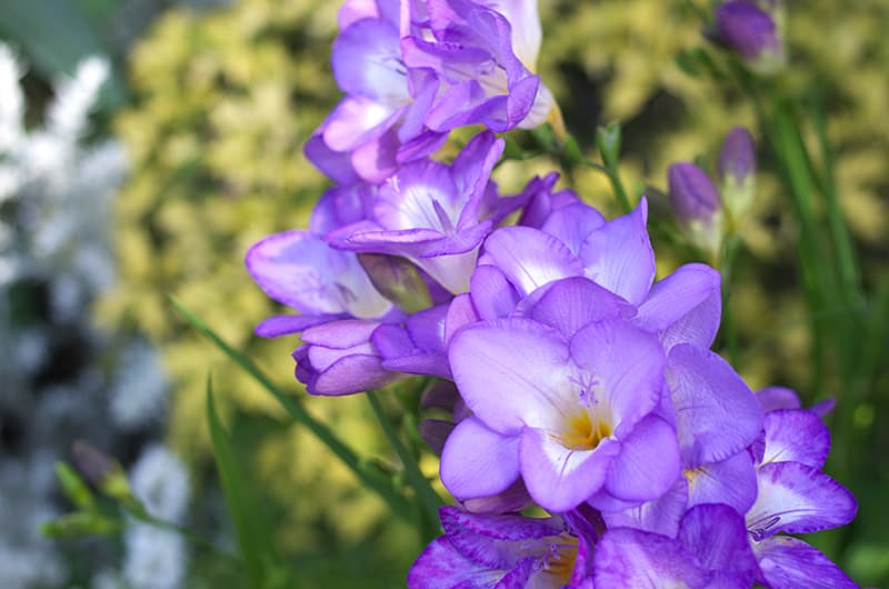 Freesia