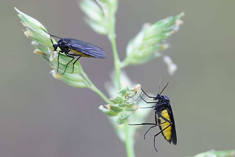 Fungus Gnats