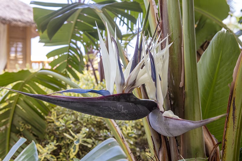 mexican bird of paradise poisonous to dogs