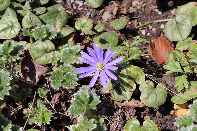 Grecian Windflower