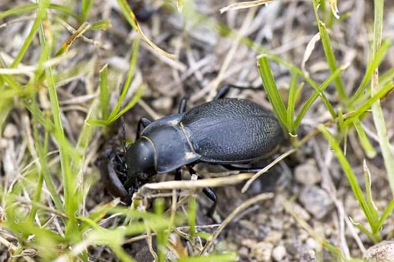 Ground Beetles