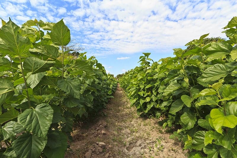 Growing mulberry tree at field