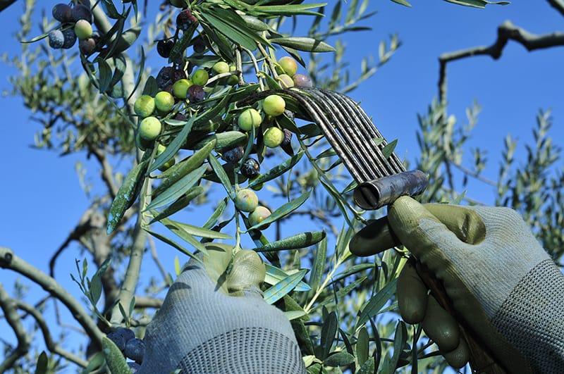 Harvesting