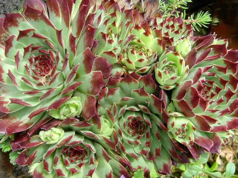 Houseleek 'Sir Willian Lawrence'