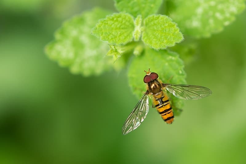 Hoverflies