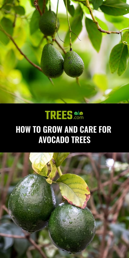 How to Grow and Care For Avocado Trees