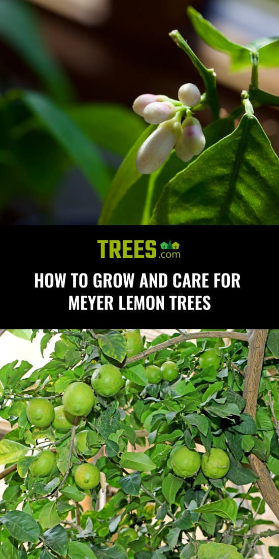 How to Grow and Care For Meyer Lemon Trees