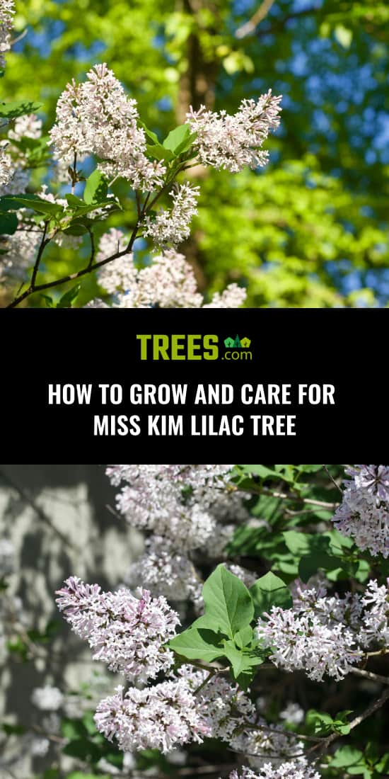 How to Grow and Care For Miss Kim Lilac Tree
