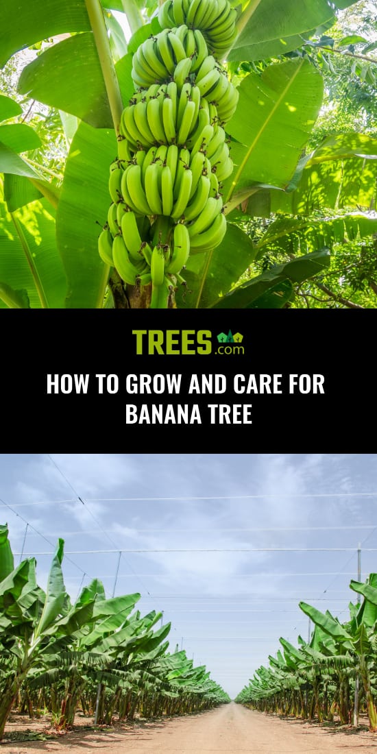 How to Grow and Care for Banana Tree
