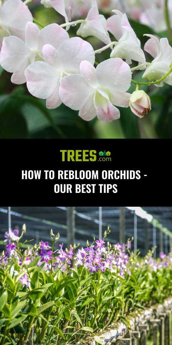 How to Rebloom Orchids - Our Best Tips