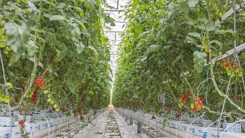 Indeterminate Hydroponic tomatoes