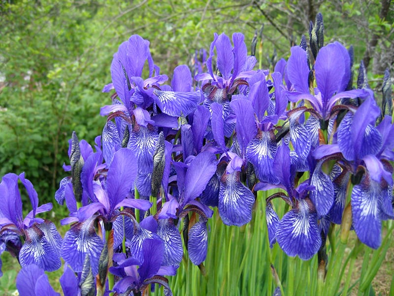 Iris
