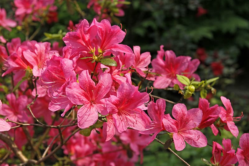 Japanese Azalea