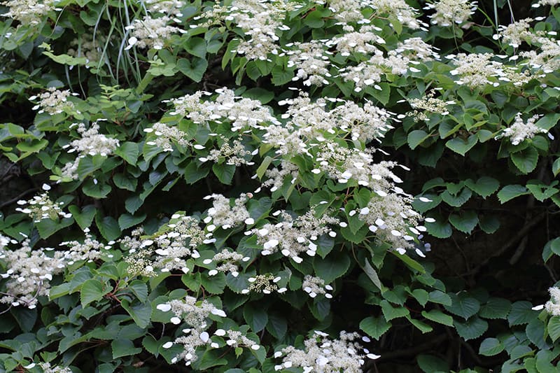 Japanese Hydrangea Vine