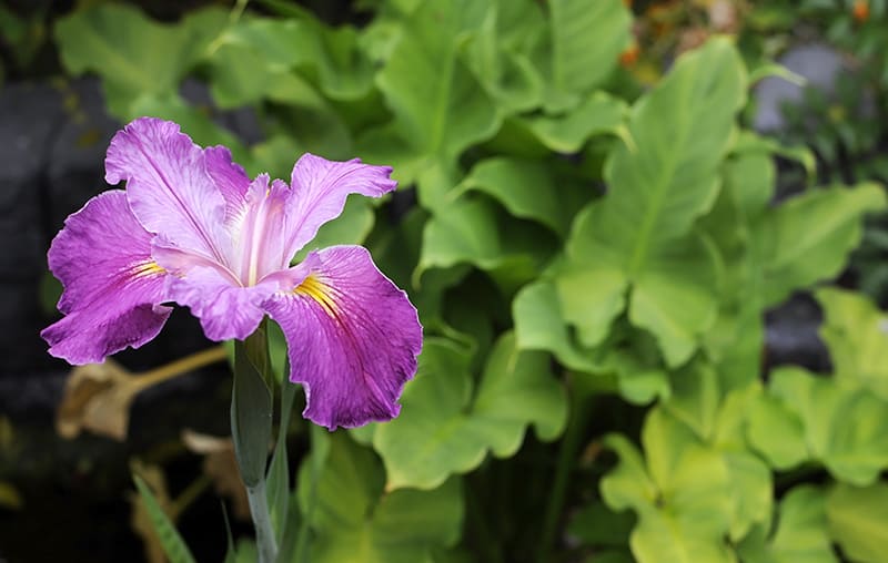 Japanese Iris
