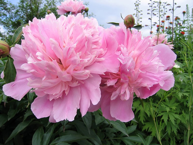 Japanese Peony