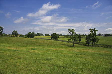 Kentucky Bluegrass
