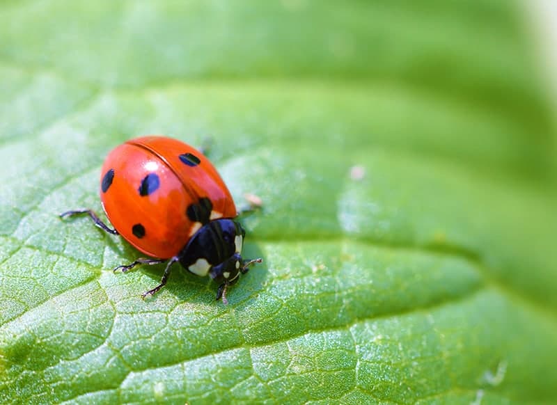Ladybirds