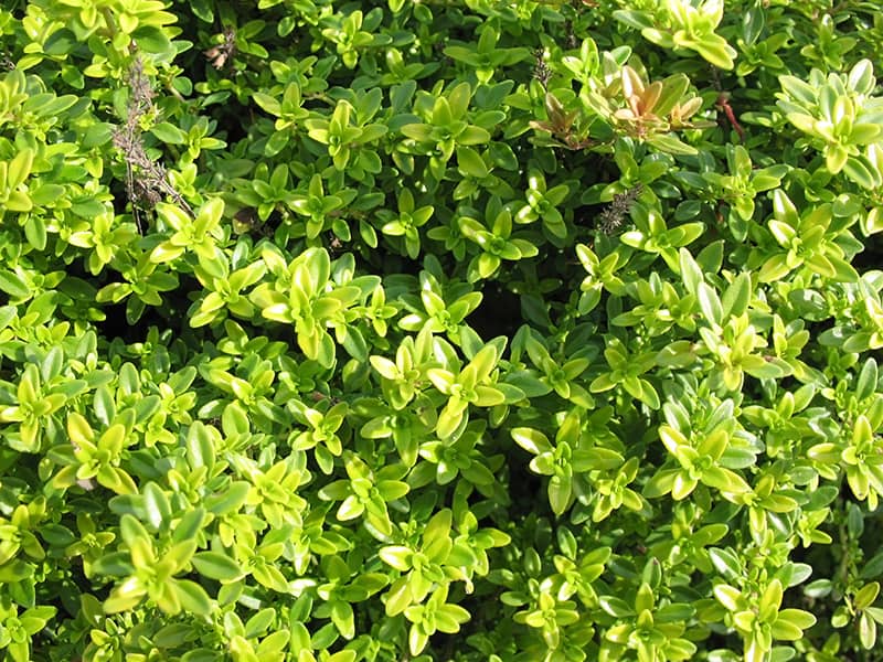 Lemon Thyme-Thymus citriodorus