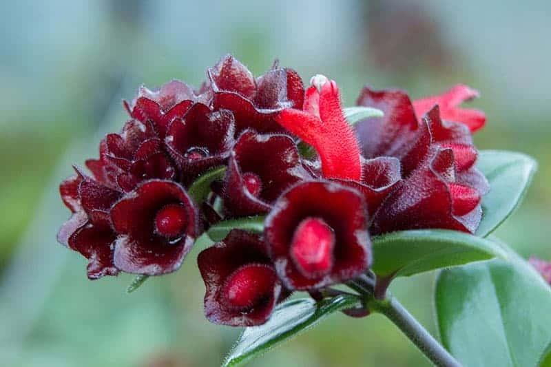 Lipstick plant flowers