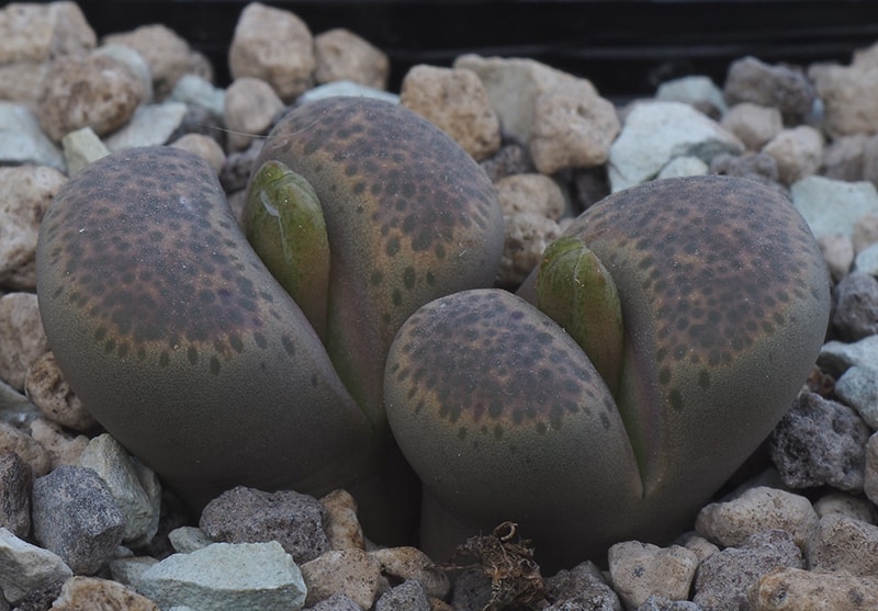Lithops localis