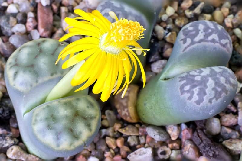 Lithops under natural light