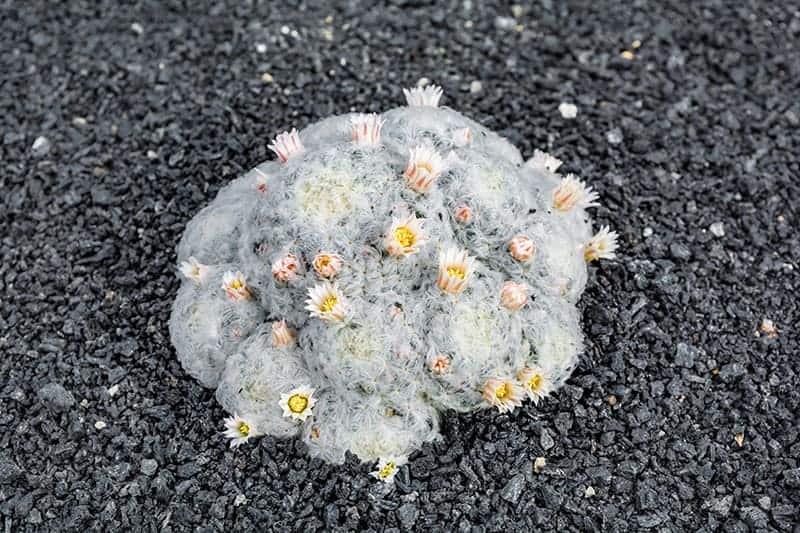 Mammillaria bocasana