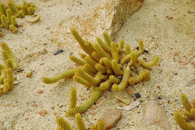 Mammillaria elongata