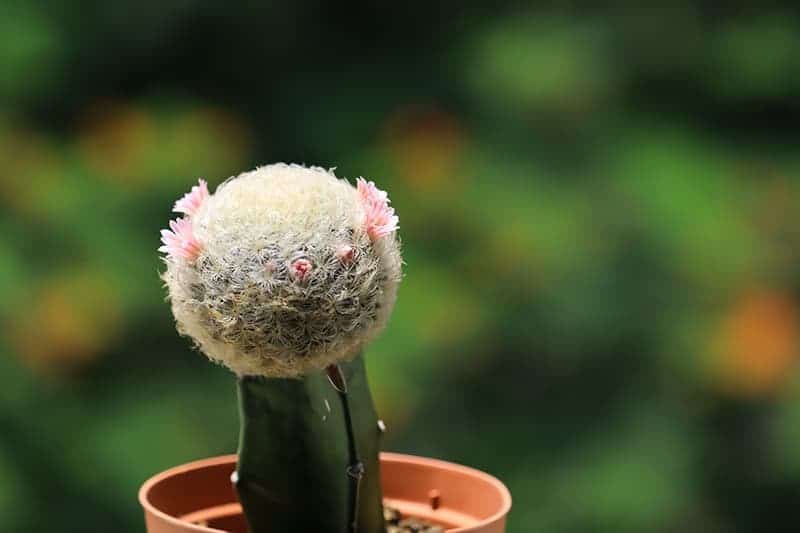 Mammillaria plumosa