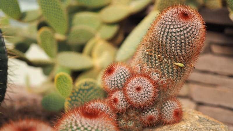 Mammillaria spinosissima