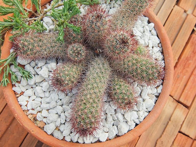 Mammillaria tree in greenhouse cultivation garden