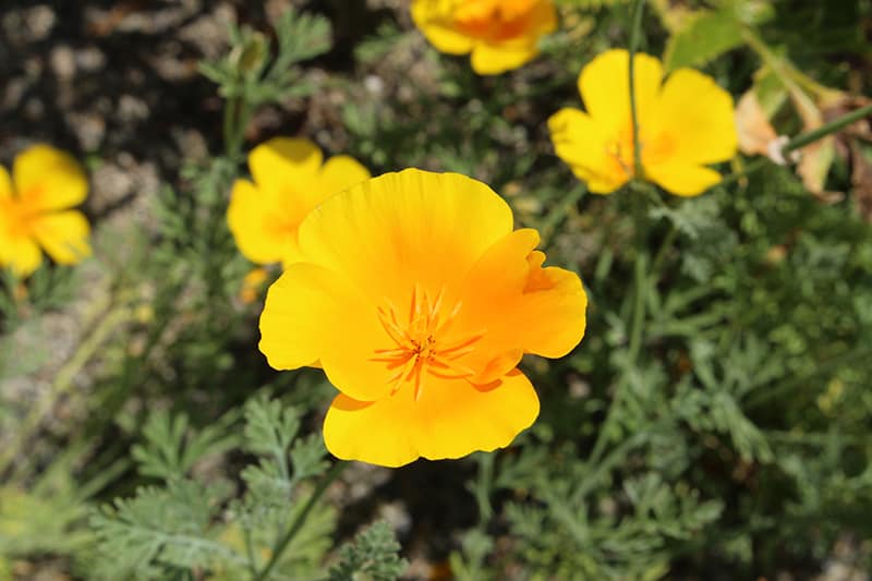 Mexican Prickly Poppy
