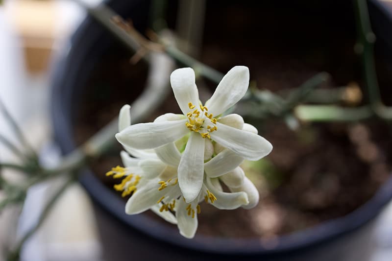 Planting Indoors