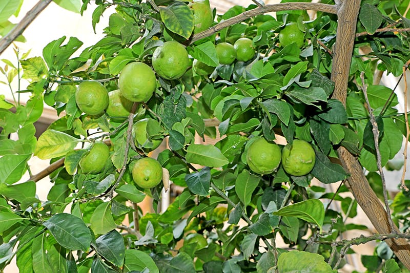Meyers Lemon Tree outdoors