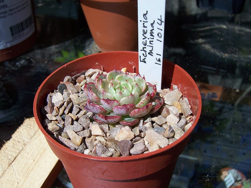 Minima Plant