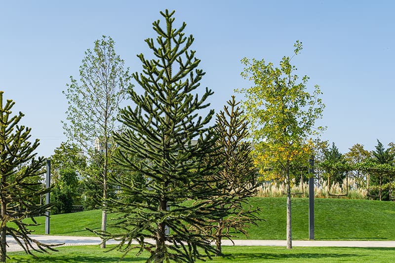 Monkey Puzzle Tree Conclusion